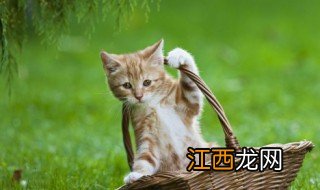 招财猫挂件哪里买，招财猫挂件哪里买的