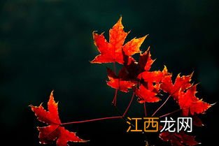 枫叶是霜降后变红吗-霜降之后枫叶啥时候全红