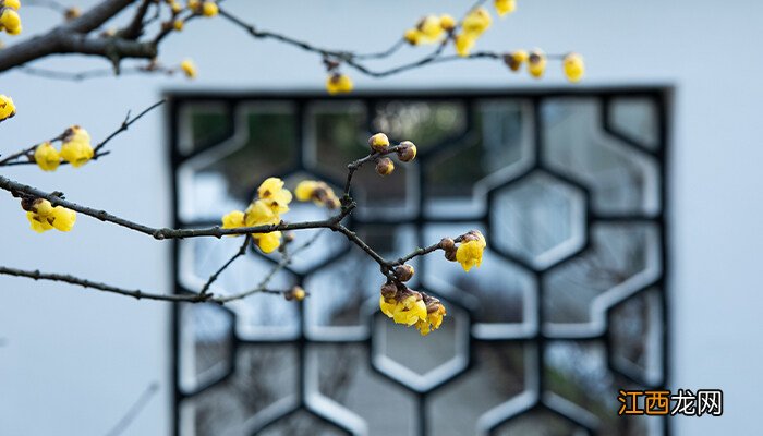 腊梅高压生根法需要多长时间 腊梅高压生根法