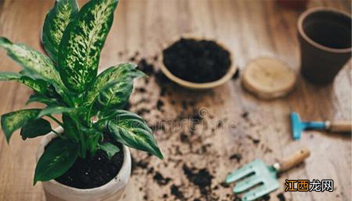 花叶万年青好养吗 万年青好养吗