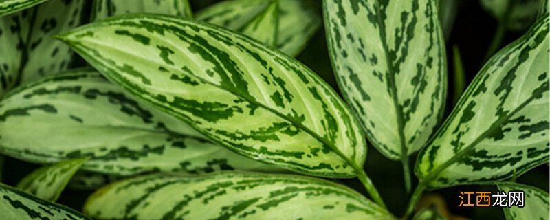 花叶万年青好养吗 万年青好养吗