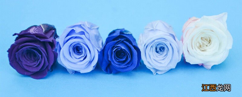 白蓝玫瑰花叫什么名字 白蓝玫瑰花叫什么