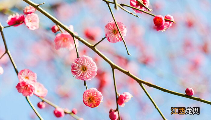 梅花树苗什么季节栽种最好 梅花树苗什么季节栽种