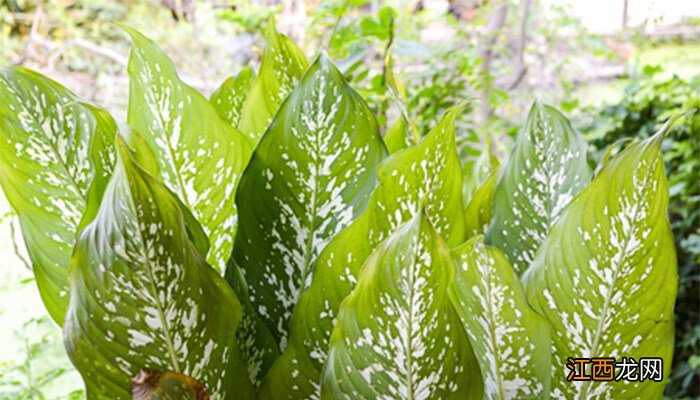 花叶万年青叶子耷拉发黄发软怎么回事 花叶万年青叶子耷拉