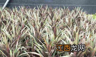 绿叶朱蕉的功效与作用 绿叶朱蕉有什么功效