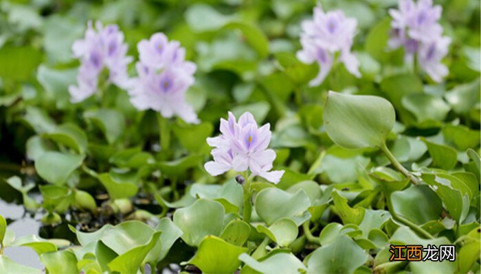 水葫芦可以做肥料吗视频 水葫芦可以做肥料吗