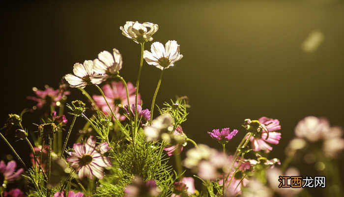 矮生波斯菊维洛特怎么种视频 矮生波斯菊维洛特怎么种