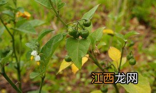 野辣椒草的功效与药用价值 野辣椒草的功效与药用价值是什么