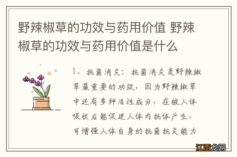 野辣椒草的功效与药用价值 野辣椒草的功效与药用价值是什么