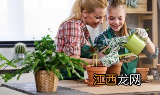 什么植物旺姻缘 什么植物旺姻缘好