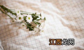 雏菊开花养殖方法和注意事项 雏菊的养殖方法和花期