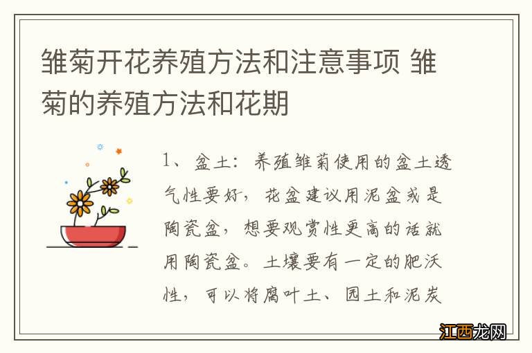 雏菊开花养殖方法和注意事项 雏菊的养殖方法和花期