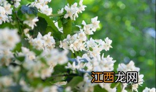 适合种阳台的花 阳台庭院适合种什么花卉