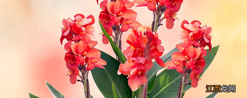 美人蕉可以种在水里吗视频 美人蕉可以种在水里吗