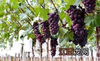 新疆玻璃脆葡萄好不好吃-新疆玻璃脆葡萄介绍