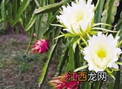 火龙果花是霸王花吗