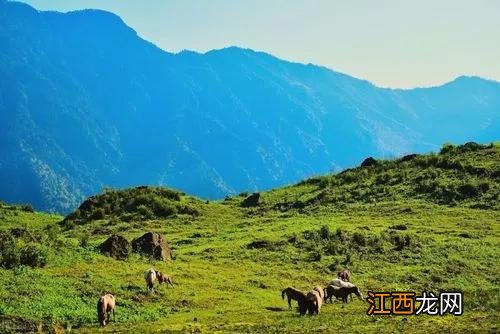 四川禁地“黑竹沟”，活物靠近有进无出，21年政府科考队解密真相