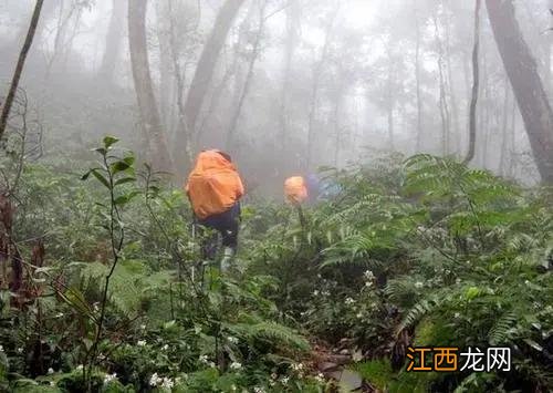 四川禁地“黑竹沟”，活物靠近有进无出，21年政府科考队解密真相