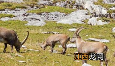 山羊冬季如何饲养管理,山羊冬季养殖注意事项