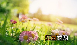 家中养花草会带来好运吗 家里养什么花会带来好运