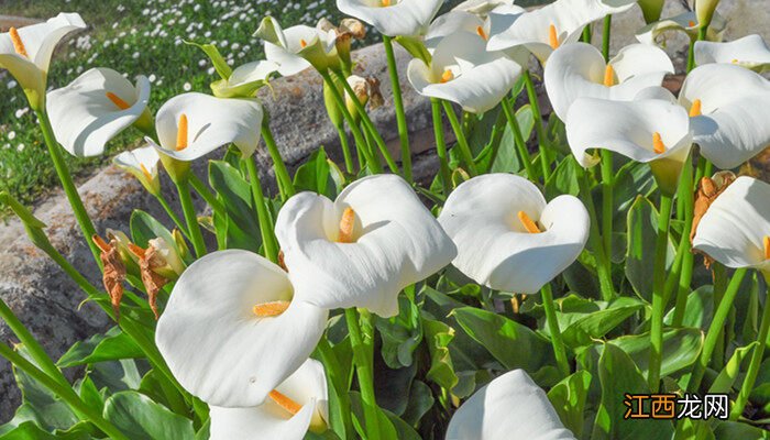 马蹄莲开花方式是什么? 马蹄莲开花方式是什么