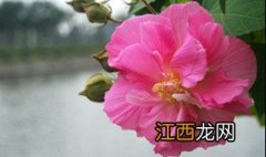 芙蓉是什么花 芙蓉是什么