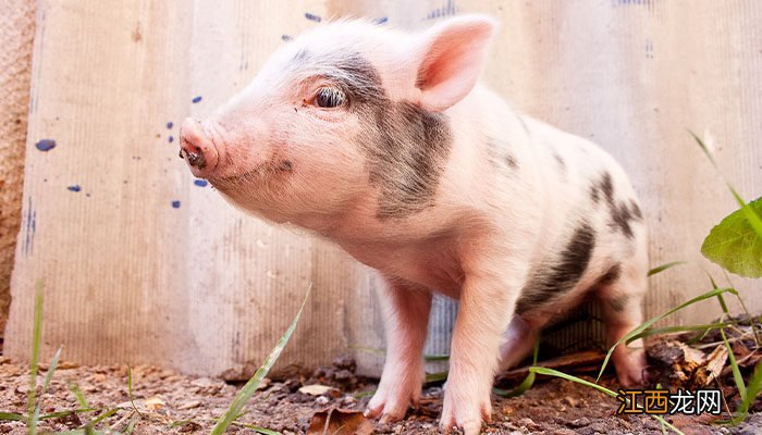 如何防治猪伪狂犬病毒 如何防治猪伪狂犬病