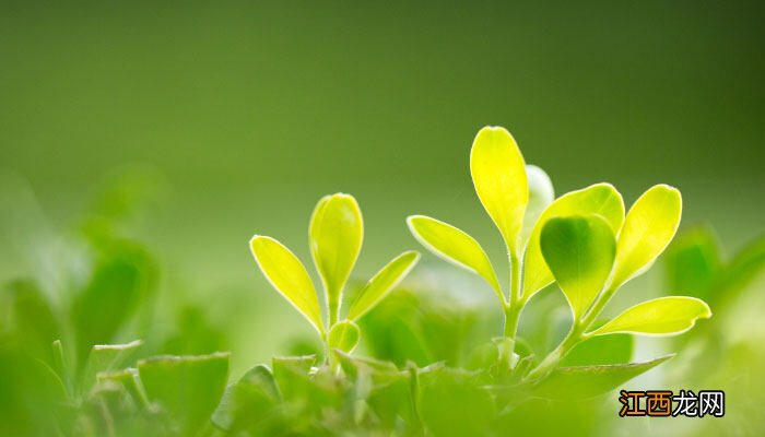 紫叶酢浆草喜阳吗 紫叶酢浆草喜阴还是喜阳