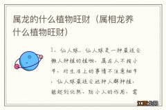 属相龙养什么植物旺财 属龙的什么植物旺财