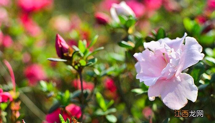 茶花花苞变枯原因是什么 茶花花苞变枯原因