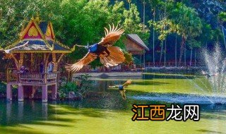 西双版纳前五位景点 西双版纳前五位景点是哪些