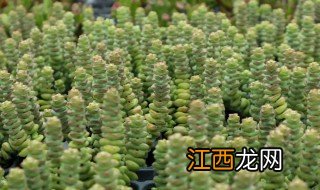 钱串子开花预示着什么 钱串子开花意味着什么?