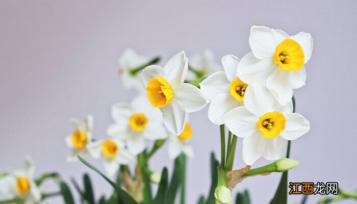 水仙花孕妇可以闻吗有毒吗 水仙花孕妇可以闻吗