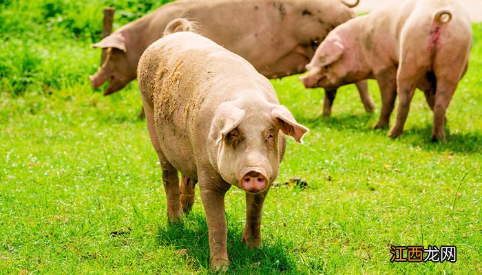 如何防治猪姜片吸虫病害 如何防治猪姜片吸虫病