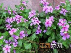 长春花的花瓣是不是有毒-长春花可以在卧室养护吗