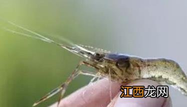 青虾红体病什么症状、用什么药防治