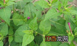 野辣椒草有什么功效 野辣椒草的作用