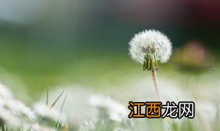 蒲公英泡脚的好处 蒲公英泡脚的益处