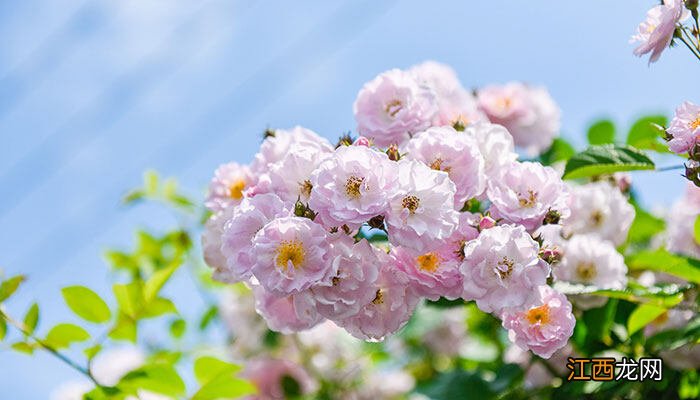 蝴蝶兰多久浇一次水,怎么浇 蝴蝶兰怎么养浇水浇多少