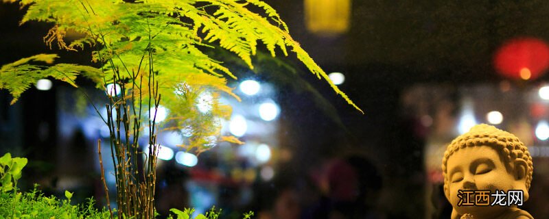 转运竹养1一10支各代表什么 开运竹一般家里养几根