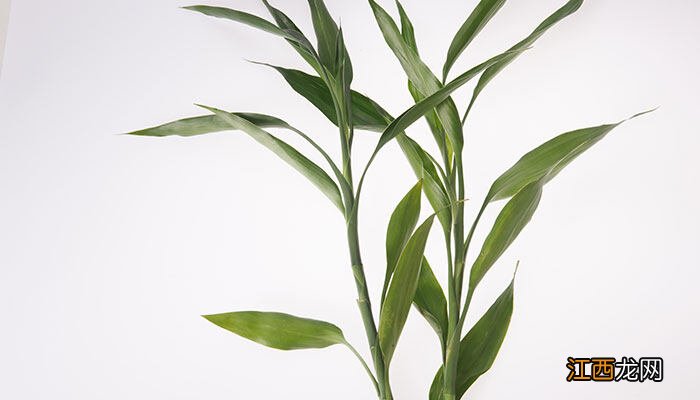 转运竹养1一10支各代表什么 开运竹一般家里养几根