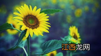 向日葵一天中什么时候开花-一天中什么时间去看向日葵田