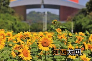 向日葵一天中什么时候开花-一天中什么时间去看向日葵田