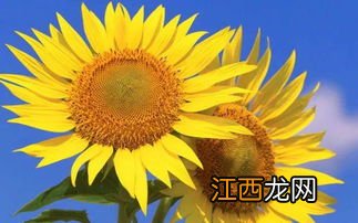 向日葵一天中什么时候开花-一天中什么时间去看向日葵田