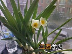 水仙花在一天的几点钟开花-水仙花一般养多长时间才能开花