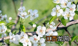 梨树六月份开花预示着什么 梨树六月份开花预示着什么意思