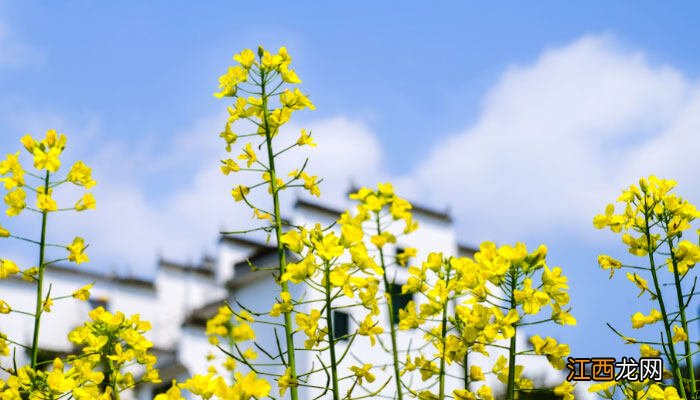 金银花的花朵为什么会变色传播花粉吗 金银花的花朵为什么会变色