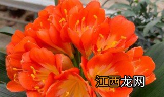 君子兰开花预示着什么? 君子兰开花预示着什么