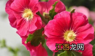 蜀葵开花预示着什么 蜀葵开花吗