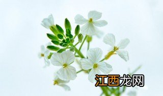 萝卜开花预示着什么，萝卜开花是什么样子